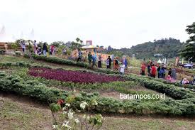 Ada 2.500 jenis tanaman koleksi dan 9.700 bibit tanaman lagi yang belum ditanam. Biaya Masuk Kebun Raya Batam Lipi Prioritaskan Pembangunan 12 Kebun Raya Baru Antara News