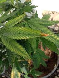 We did not find results for: Growing Problems