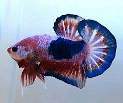Pin Oleh Kamaludin Arif Di Aquariumku
