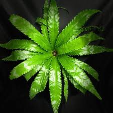 Image result for Asplenium barteri