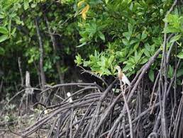 Hutan bakau adalah ekosistem terbesar kedua di dunia yang menyimpan karbon, terutama pada akarnya, sehingga hilangnya hutan bakau dapat berpengaruh besar terhadap perubahan cuaca. Hutan Mangrove Terluas Di Dunia Saripedia Wordoress Com