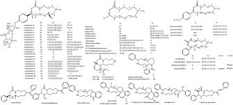 Image result for Oncinotis tenuiloba