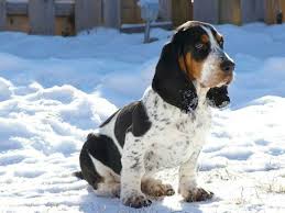 Black Tan Piebald Basset Hound With Ticking