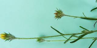 Image result for Hirpicium