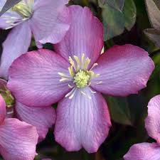 6,00 m bis 8,00 m. Clematis Van Gogh