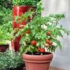Spacing depends on a few factors including the types of tomatoes you're growing and how you intend to support the plants. 1