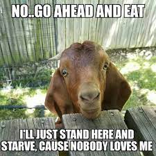 Yep Babygoatfarm Goatmemes Goats Funny Goats Farm Animal Toys