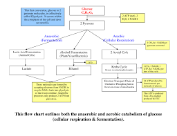 This Flow Chart Outlines Both The Anaerobic And Aerobic
