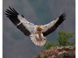 Rare egyptian vulture spotted in the uk for the first time in 150 years nature world news 13:04. Egyptian Vulture Habitat Images Fact Diet Range Lifespan Vocalization Animals Planet