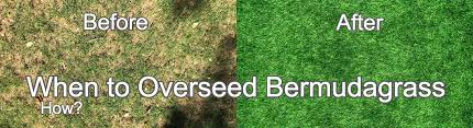 Remove any sprinklers or lawn fixtures that might get in your way. When To Overseed Bermuda Grass Best Time Temperature How To