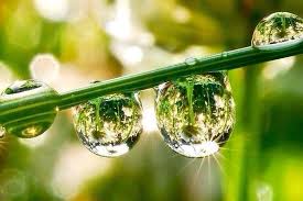 Suzanne Pardue On Twitter Morning Dew Dew Drops Water Art