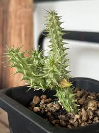 Image result for Huernia verekeri