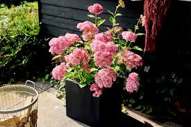 Image result for Hydrangea arborescens Pink Anabelle
