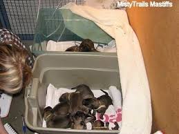 Many newborn puppies do die. Newborn Pups What You Need And What You Need To Do Whelping And Raising Puppies