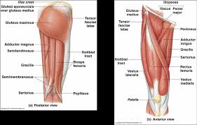 Healthy muscular structure and bones. Download Picture Skeletal Muscular System Legs Png Image With No Background Pngkey Com
