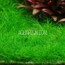 Image result for Eleocharis brainii