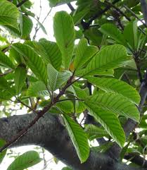 Image result for Ficus saussureana