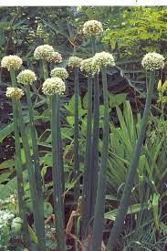 Pin On Gardens Plants