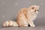 Exotic Shorthair For Sale - Hoobly Classifieds