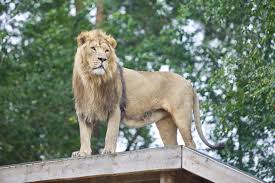 In 1954 parken zoo started to charge visitors an entrance fee. Eskilstuna Zoo