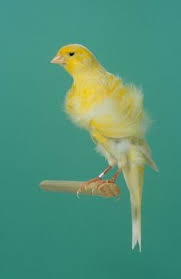 Read customer reviews and common questions and answers for caroline's treasures part #: 23 Frill Canaries Ideas Canary Birds Canary Birds