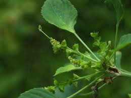 Image result for Acalypha indica