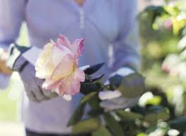 Check spelling or type a new query. How To Take Rose Cuttings How To Grow Roses From Cuttings