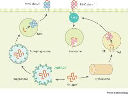 Image result for Antigen Processing