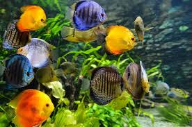 Top 25 Freshwater Aquarium Fish List In Land Aquatics