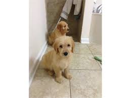 Find what you are looking for or create your own ad for free! Goldendoodle Puppies Puppies For Sale Macon Ga Shoppok