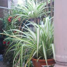 Image result for Chlorophytum comosum