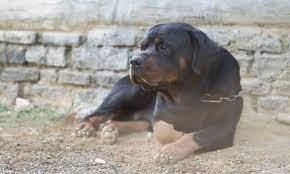 Rottweiler Average Life Expectancy With 21 Examples Embora Pets