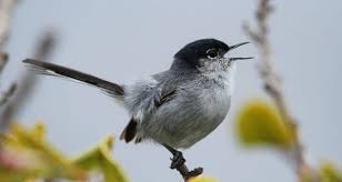 Image result for Galopina circaeoides