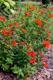 Image result for Buchnera keilii