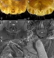 Image result for Lipotriche scandens