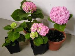 The best time to plant hydrangeas is in early summer or late fall. How Fast Do Hydrangeas Grow How To Propegate Hydrangea Forum Gardenweb Propagating Hydrangeas Growing Hydrangeas Hydrangea Garden