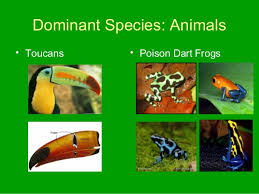 Tropical rainforests lie in the equatorial zone, between the tropic of cancer and tropic of capricorn. Tropical Rainforest