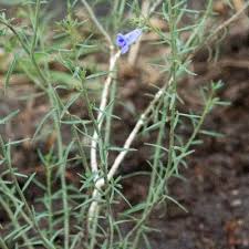 Image result for Aptosimum lugardiae