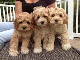 Goldendoodle puppy for sale f1b, goldendoodle puppy for sale black, goldendoodle. Puppyfind Mini Goldendoodle Off 56 Www Usushimd Com