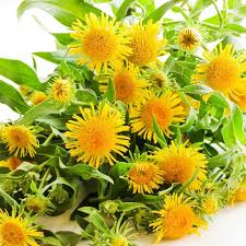 Image result for Inula