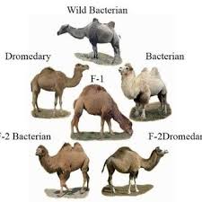 Dry desert areas of southwestern asia, the sahara desert in north africa and along the arabian peninsula in the middle east and indian desert areas. Iranian Two Humped Camel These Animals Are Compatible With Cold Dry Download Scientific Diagram