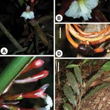 Image result for Dewildemania