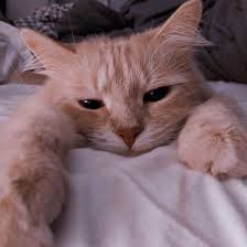 pin by lolo on baby cats cute cat wallpaper cat aesthetic cute cat memes