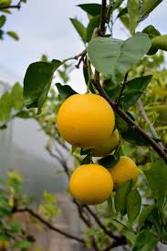 Wondering what kind of tree is growing in your yard? Repotting Citrus In My Planters From Qvc The Martha Stewart Blog