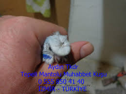 Tepeli Muhabbet Tepeli Muhabbet Tepeli Muhabbet Kusu Crested Budgies