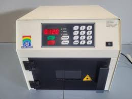 Image result for Viscum littorum