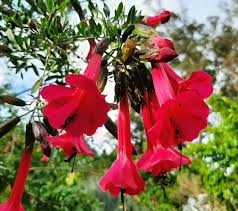 Image result for Cantua