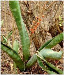 Image result for Sansevieria nilotica