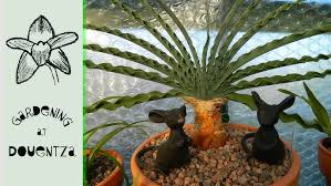 Image result for Boophone