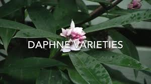Maybe you would like to learn more about one of these? Daphne Varieties For The Garden Youtube